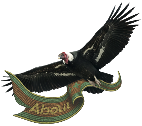 About - Condor illustration